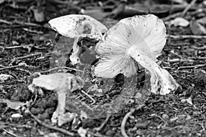 Gills Of Wild Mushrooms