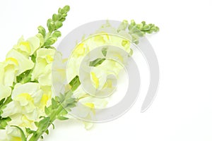 Gilly flower in a white background