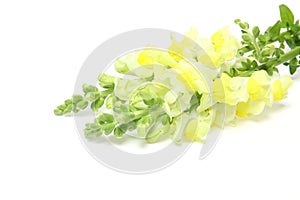 Gilly flower in a white background