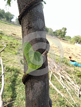 Giloy plant with leaf