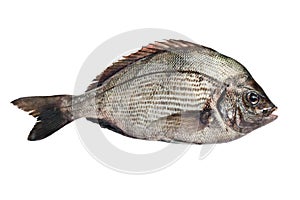 Gilt-head Bream photo