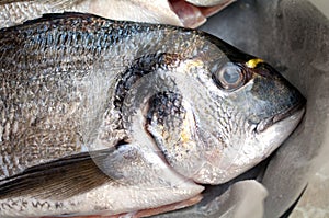 Gilt head bream