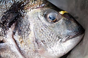 Gilt head bream