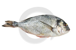 Gilt head bream