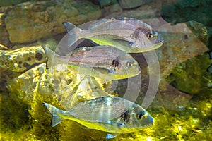 The gilt-head bream, also called Orata, latin name Sparus aurata