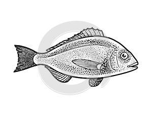 Gilt head bream dorada fish sketch vector