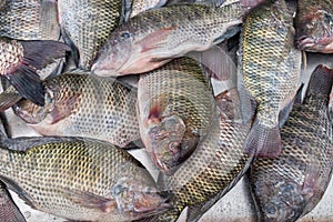 Gilt-head bream dorade on ice at the city market