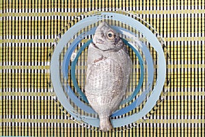 Gilt-head bream fish