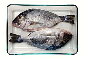 Gilt-head bream fish. Healthy food