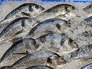 Gilt-head bream fish or Sparus aurata in a fish shop, ready to be sold, Asturias, Spain