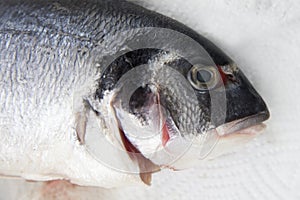 Gilt-head bream on the market