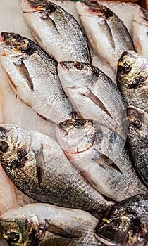 Gilt-head bream Sparus aurata on the fish market