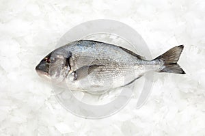 Gilt head bream (sparus aurata) on ice