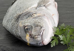 Gilt-head bream in studio