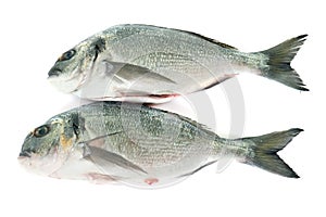 Gilt-head bream in studio