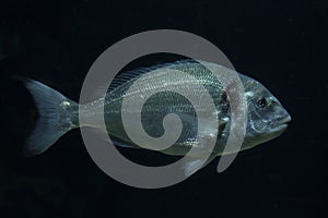 Gilt-head sea bream, Dorade Royale Sparus aurata.