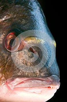 Gilt-head sea bream fish photo