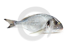 Gilt-head sea bream fish photo