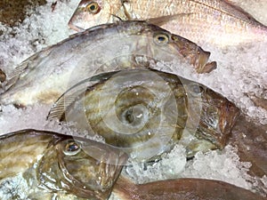 Gilt-head sea bream on ice at fishmonger display.