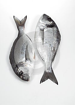 Gilthead Bream, sparus auratus, Fresh Fish against White Background