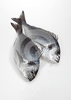 Gilthead Bream, sparus auratus, Fresh Fish against White Background