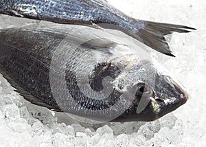 Gilthead Bream, sparus auratus, Fresh Fish on Ice