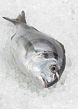 Gilthead Bream, sparus auratus, Fresh Fish on Ice photo