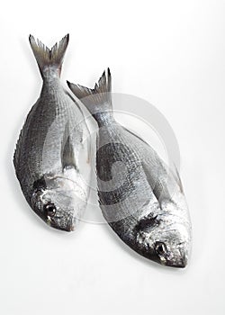 Gilthead Bream, sparus auratus, Fresh Fishes against White Background