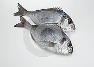 Gilthead Bream, sparus auratus, Fresh Fishes against White Background photo