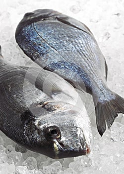 Gilthead Bream, sparus auratus, Fresh Fishes on Ice