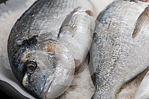 Gilthead breams cooked in salt. Baked fish doradas