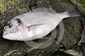 Gilthead Fish and Nori Algae