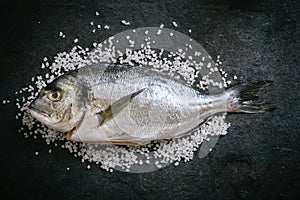 Gilthead fish on salt