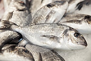 Gilthead on ice