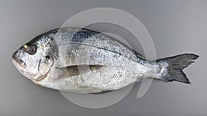 Gilthead seabream on grey background