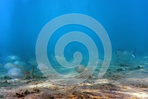 Gilthead seabream school underwater Sparus aurata, Orata, Dorada