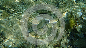 Gilthead Seabream, Sparus aurata, Orata, Dorada undersea, Mediterranean Sea, Cape of Antibes.