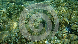 Gilthead Seabream, Sparus aurata, Orata, Dorada undersea, Mediterranean Sea, Cape of Antibes.