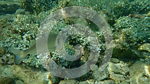 Gilthead Seabream, Sparus aurata, Orata, Dorada undersea, Mediterranean Sea, Cape of Antibes.