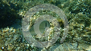 Gilthead Seabream, Sparus aurata, Orata, Dorada undersea, Mediterranean Sea, Cape of Antibes.