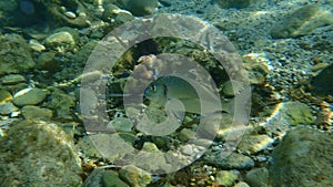 Gilthead Seabream, Sparus aurata, Orata, Dorada undersea, Mediterranean Sea, Cape of Antibes.