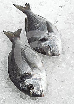 Gilthed Bream, sparus auratus, Fresh Fish on Ice