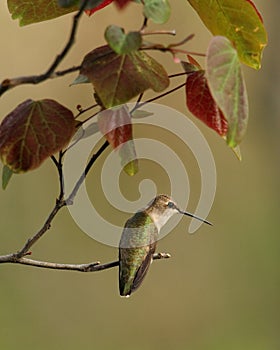 Gimme Shelter (Ruby-throated female)