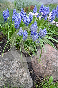 The gimmick onions are bungled Muscari botryoides L. in the framing of stones on an alpine slide