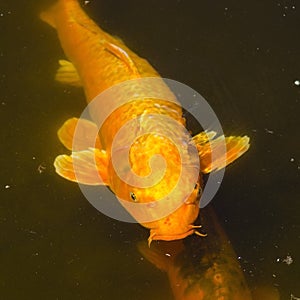 Gin Rin Chagoi Koi swims near the surface photo