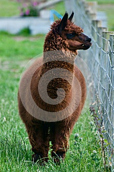 Alpaca on the lookout photo