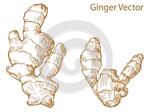 Giner vector illustration, hand drawn with ink and vectorized, monochrome. Medical plant, nausea remedy, food ingredient photo
