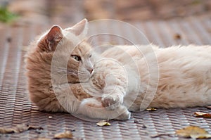 ginger angora cat lying in outdoor looking away in