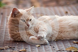 Ginger angora cat lying in outdoor looking away in t