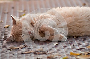 Ginger angora cat lying in outdoor in the street